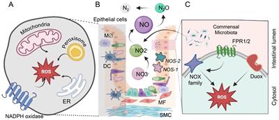 Gut redox and microbiome: charting the roadmap to T-cell regulation